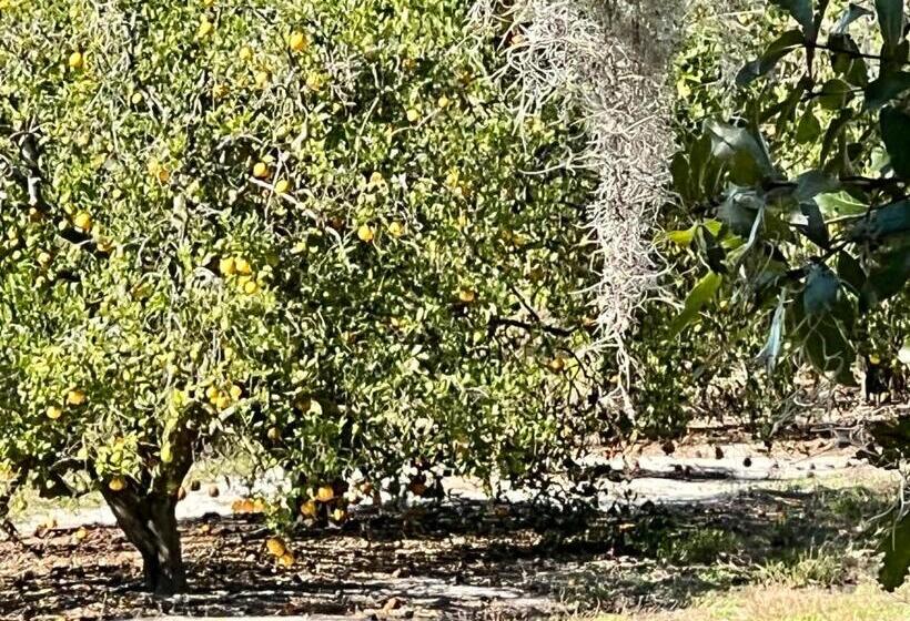 بنسيون The Lake Alfred Citruswood Cabin