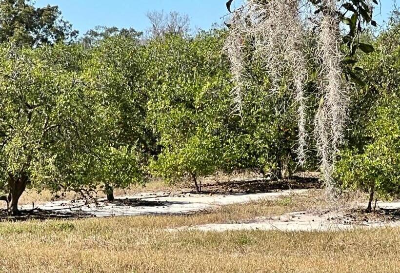 بنسيون The Lake Alfred Citruswood Cabin