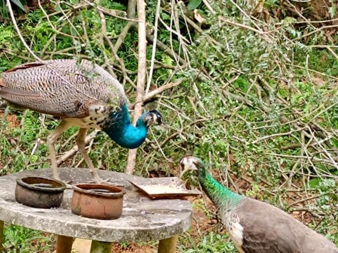 Bed and Breakfast Villa Du Ciel   Galle