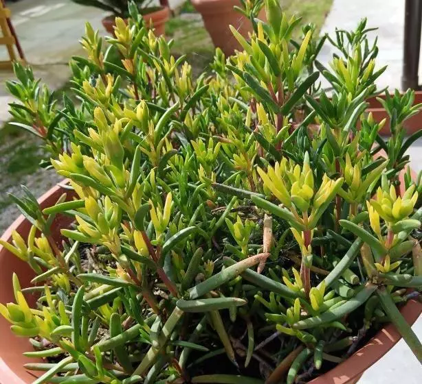 Aamiaismajoitus (B&B) Il Giramondo