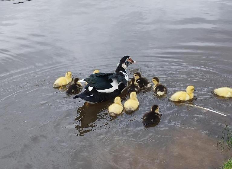 فندق Fazenda água Santa