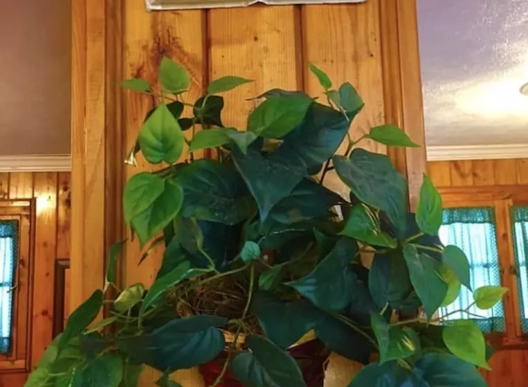 ホテル American Oak Resort