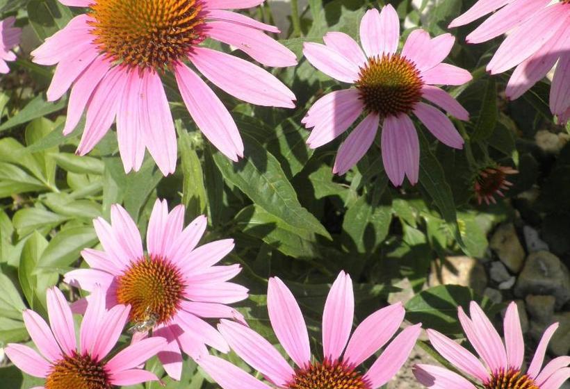 ホテル Appartment Balatongyoeroek