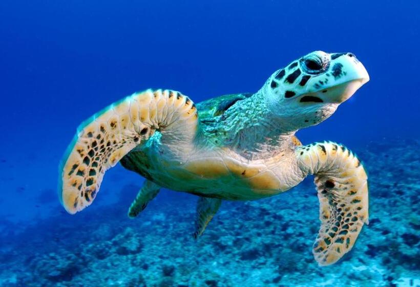 Pensão Season Paradise