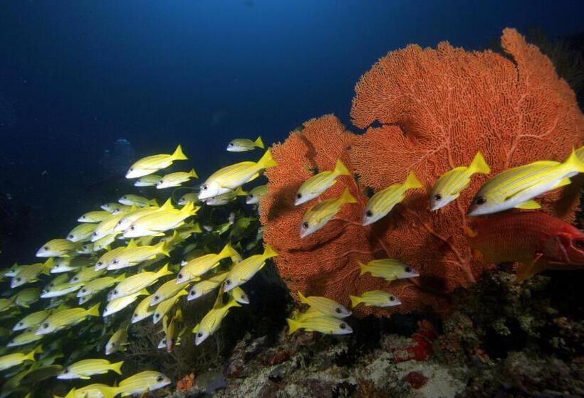 Pensão Season Paradise