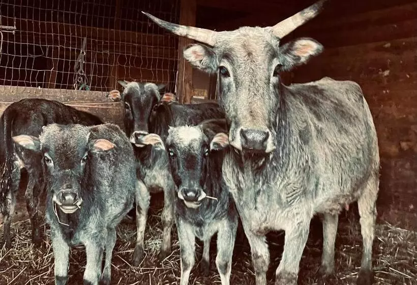 Hotelli Authentic Barn Bnb