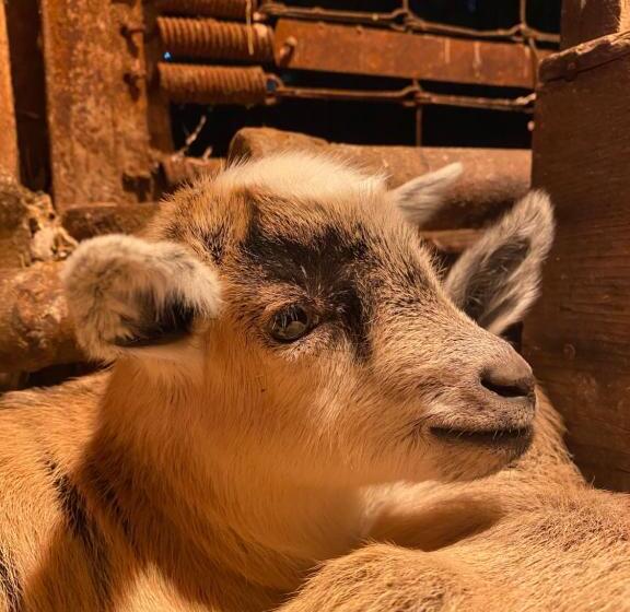 호텔 Eco Lodge Bûcheron Bergère