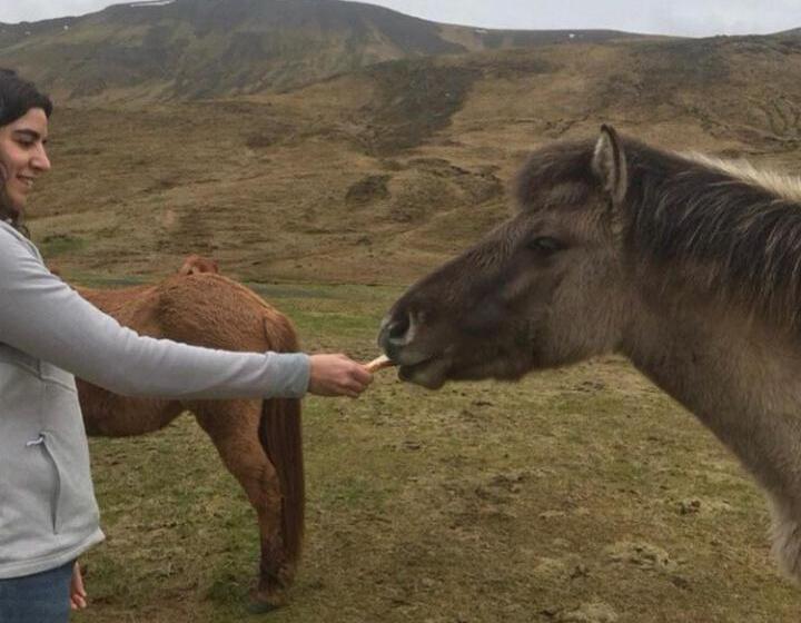 هاستل Valkyrie Guesthouse   1km From Seljalandsfoss