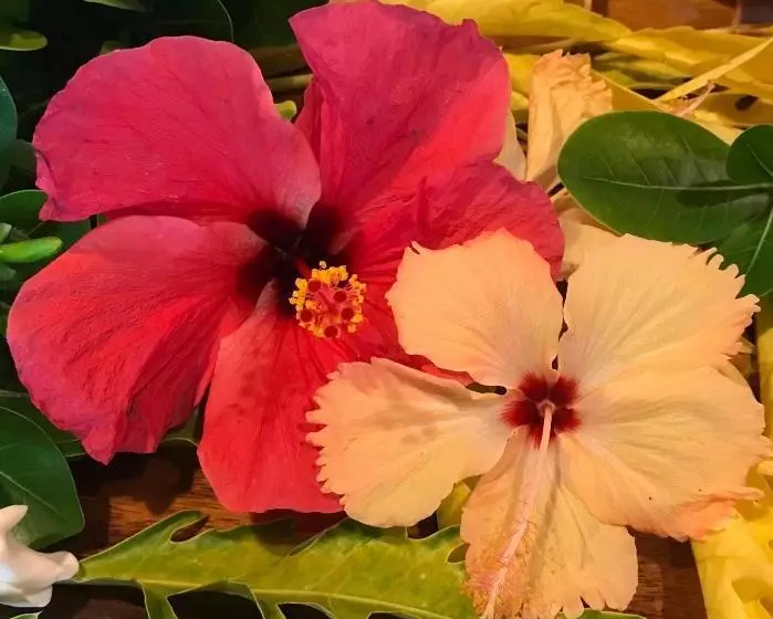 Aamiaismajoitus (B&B) Le Jardin Des Portes