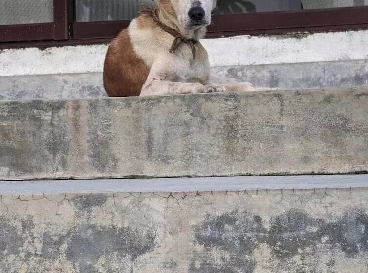 Majatalo Room In Villa   The Villa Close To Surf Beach And Galle Fort