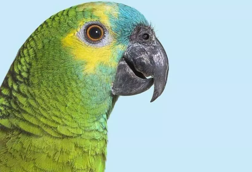 Hotelli Guacamayo Ecolodge