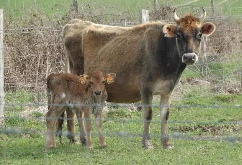 Maaseutuhotelli Ferme Du Caroire