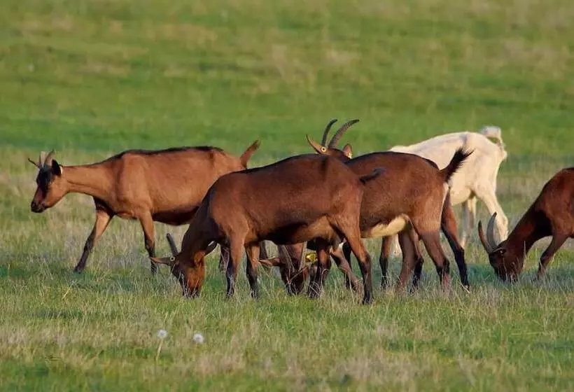 Maaseutuhotelli Ferme Du Caroire