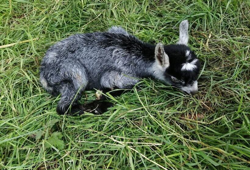 Сельский отель Ferme Du Caroire