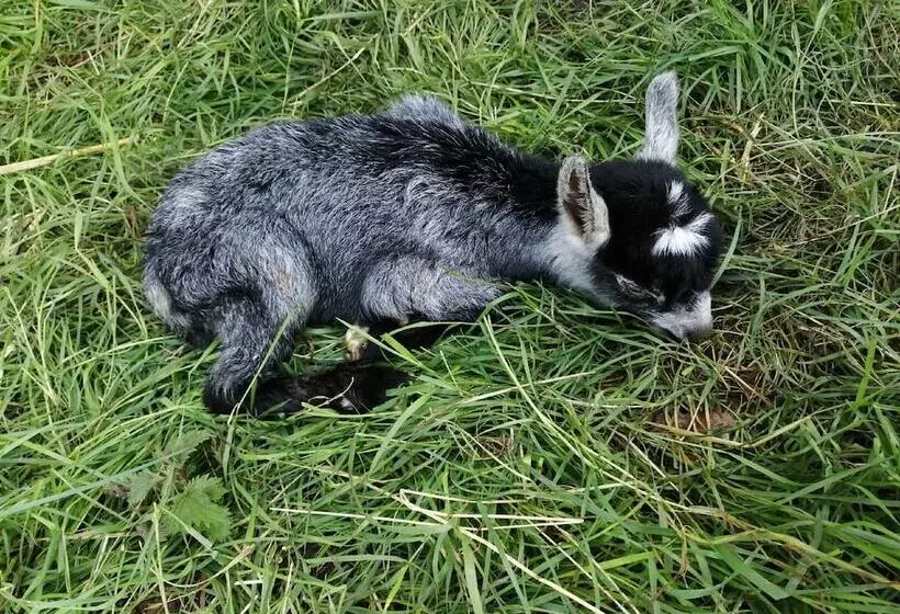 Maaseutuhotelli Ferme Du Caroire