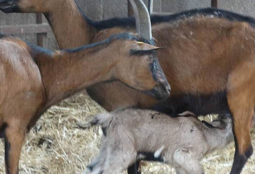 Сельский отель Ferme Du Caroire
