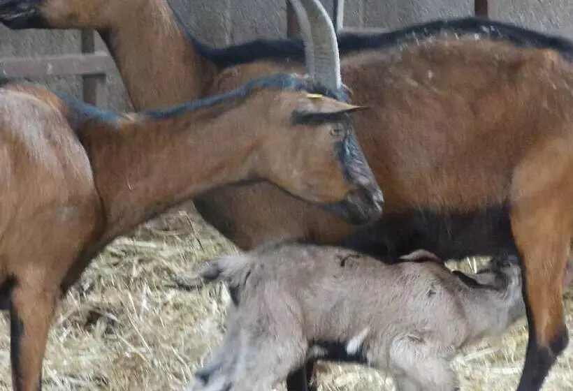 Maaseutuhotelli Ferme Du Caroire
