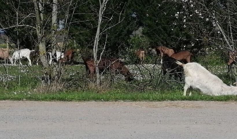 Сельский отель Ferme Du Caroire