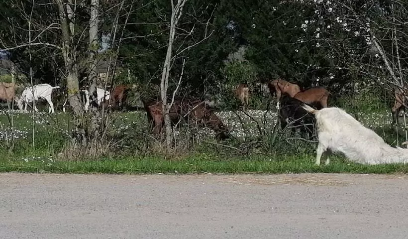 Maaseutuhotelli Ferme Du Caroire