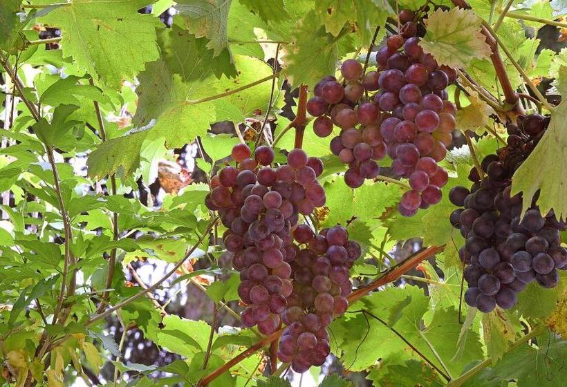 مبيت وإفطار Villa Durando