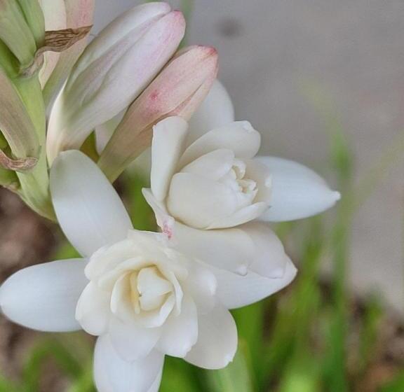 بنسيون Domaine De La Cascade Parfumée