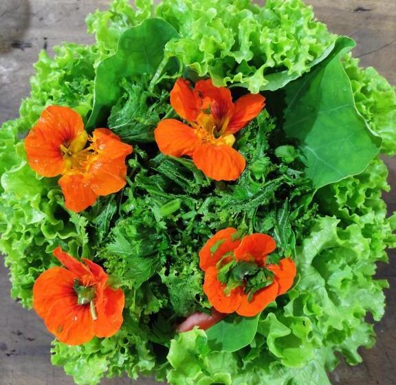 민박 Quinta Da Gavea Hospedaria E Quintal Criativo