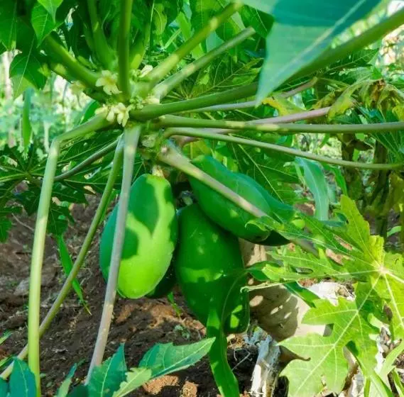 هتل Kimashuku Permaculture Garden