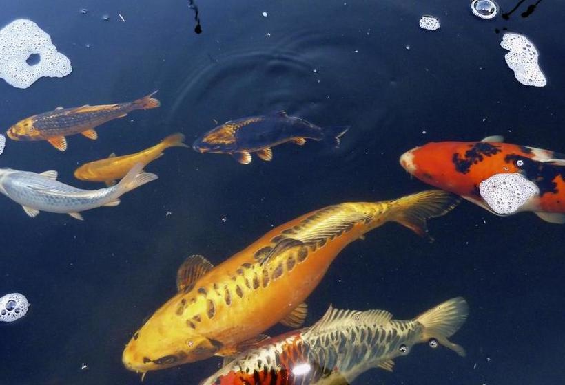 Bed and Breakfast Hôtelya Lille Villeneuve D Ascq