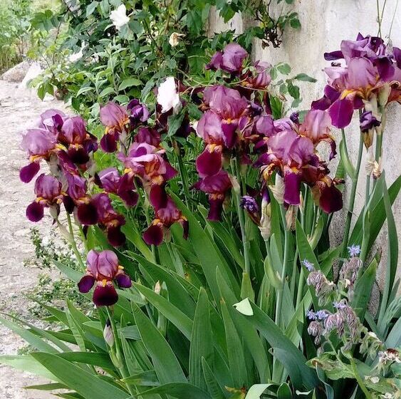 Bed and Breakfast Chambres D Hôtes Le Bourdieu