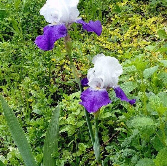 Bed and Breakfast Chambres D Hôtes Le Bourdieu
