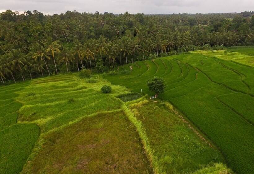 ホテル Purana Boutique Resort