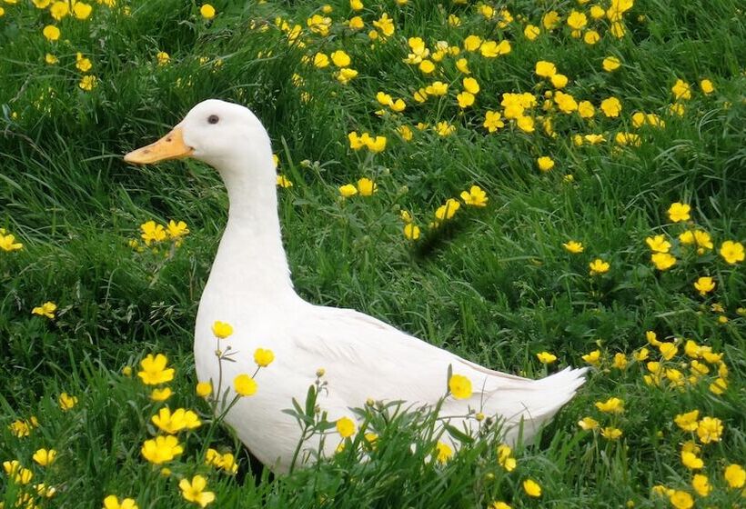 هتل Stóra ásgeirsá Guesthouse