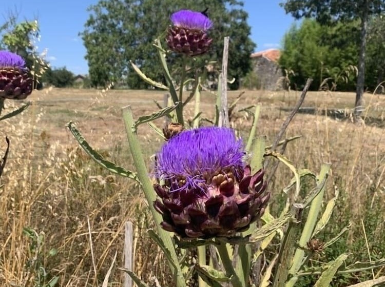 צימר Les Gonies   Amande