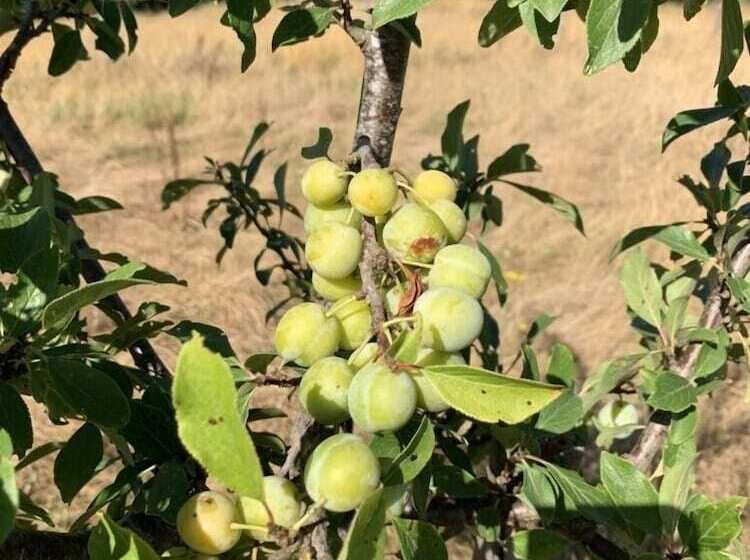 צימר Les Gonies   Amande