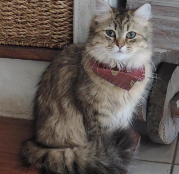 민박 Villa Des Hortensias