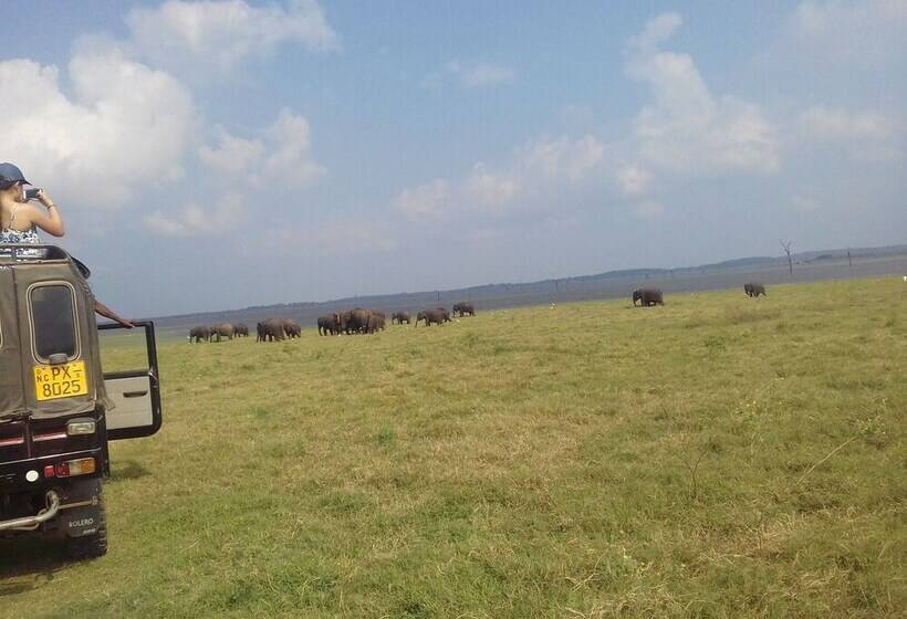 بنسيون Elephant Safari Lodge Sigiriya Junction