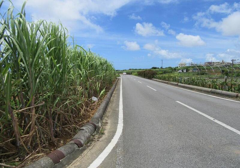 Guest House Diamond   Hostel