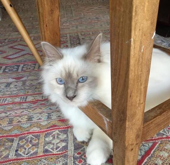 住宿加早餐  Les Colonnes De Chanteloup