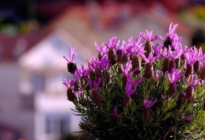 Skylark Bed & Breakfast