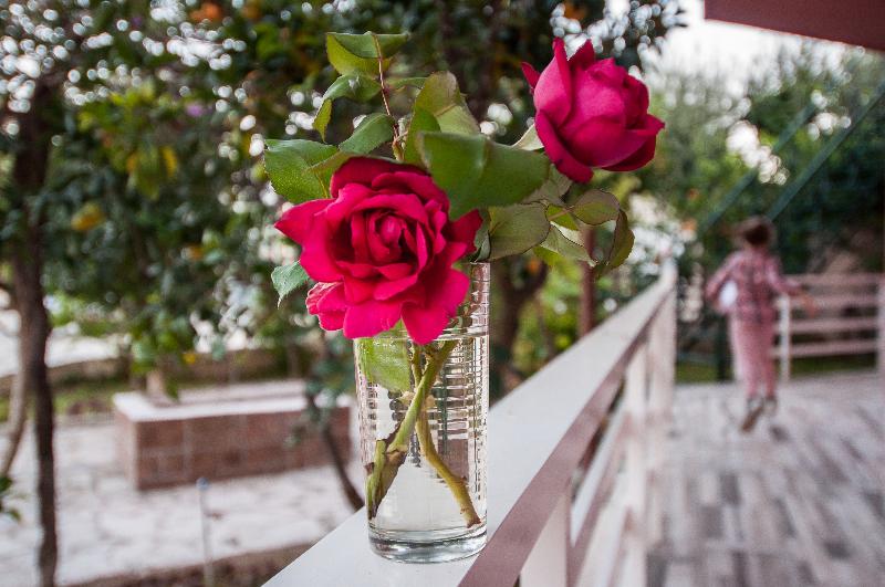 Zante Nest Studios & Apartments