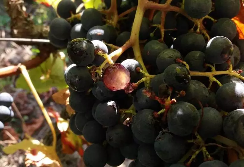تختخواب و صبحانه Domaine Du Papillon