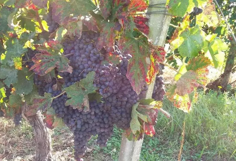 تختخواب و صبحانه Domaine Du Papillon