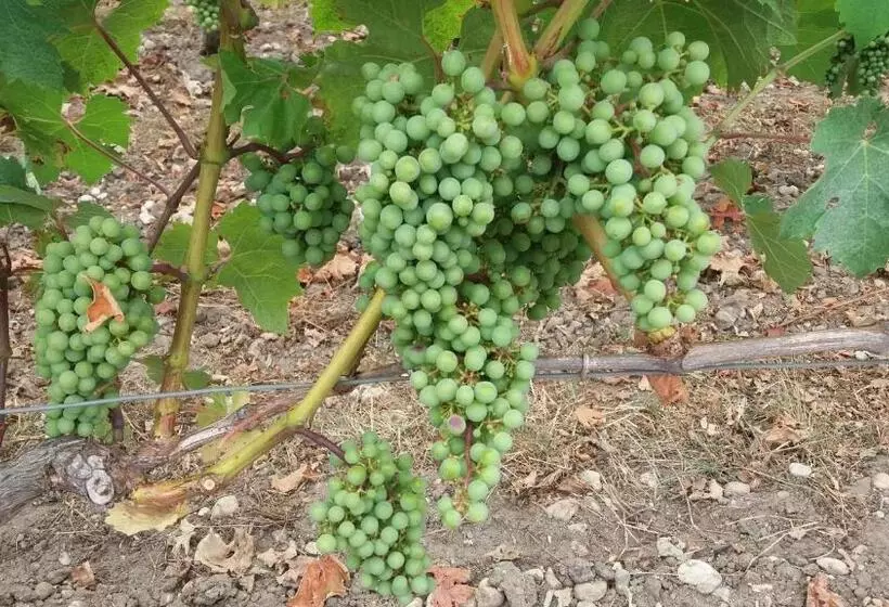 تختخواب و صبحانه Domaine Du Papillon