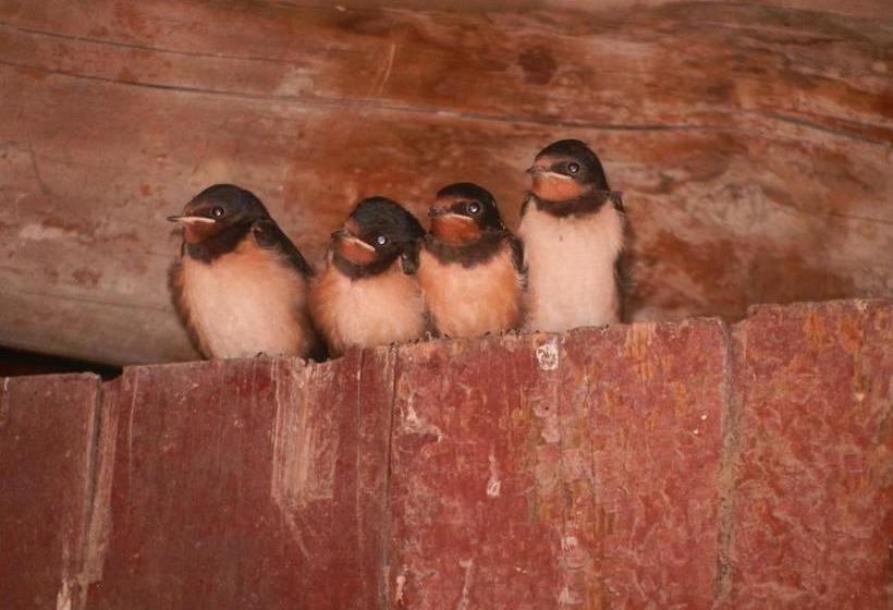 住宿加早餐  La Fenière Aux Hirondelles