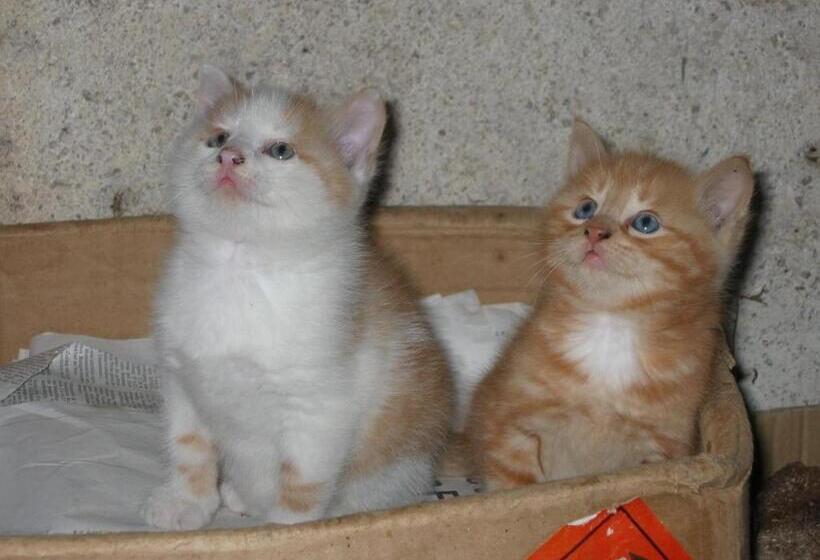 فندق Biobauernhof Nussbaumer