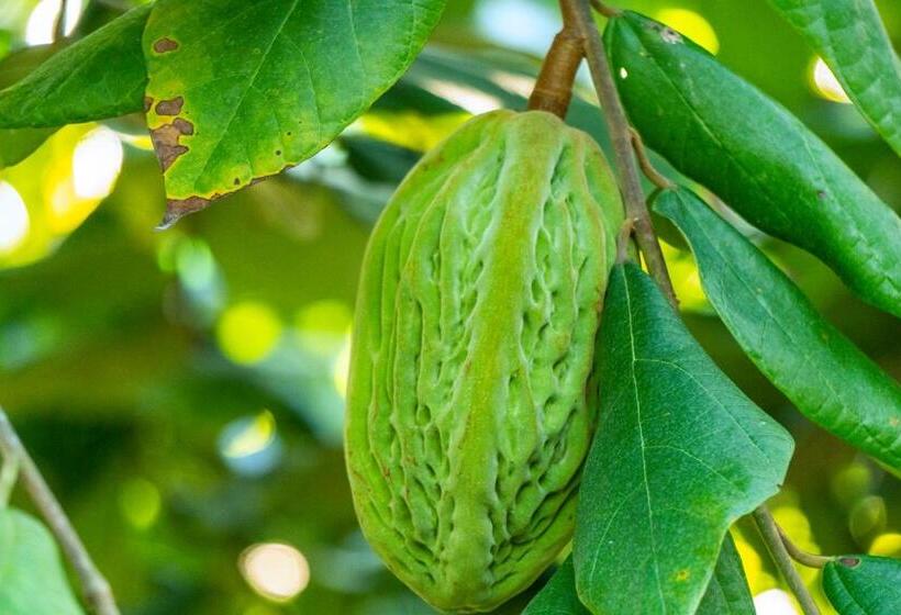 هتل Brisas La Gaviota Mariquit Tolima