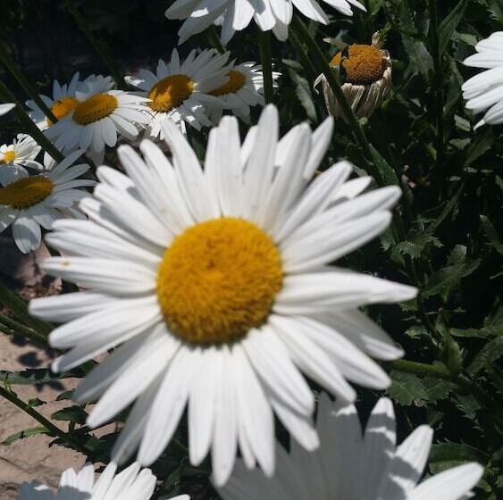 Hotel Tilemachos Rooms & Studios