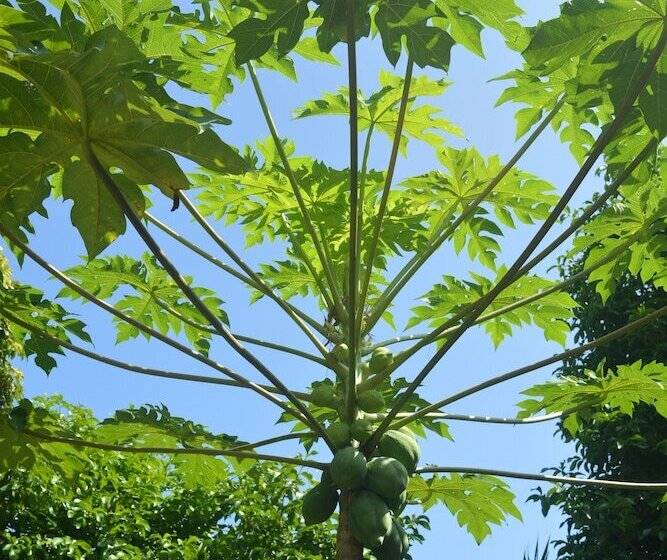 Bed and Breakfast Indigo Yoga Surf Resort