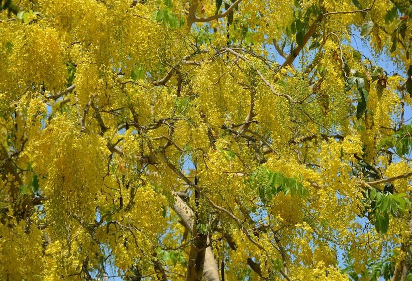 Bed and Breakfast Indigo Yoga Surf Resort