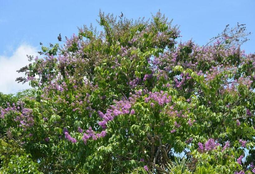 Bed and Breakfast Indigo Yoga Surf Resort